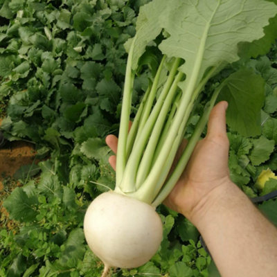 Thompson & Morgan Turnip Silky Sweet F1 1 Seed Packet from B&Q