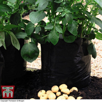 Thompson & Morgan Potato Grow BagsBlack/grey5 Bags from B&Q
