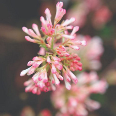 Thompson & Morgan Viburnum X Bodnantense Charles Lamont 9Cm Potted Plant X 2 from B&Q