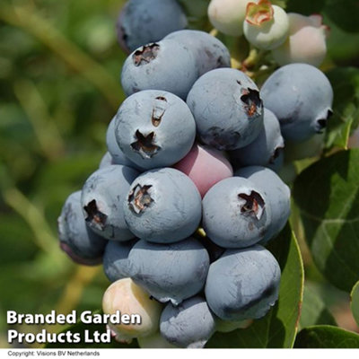 Thompson & Morgan Grow Your Own Fruit Berry (Vaccinium) Suede 9Cm Pot X 1 Blue