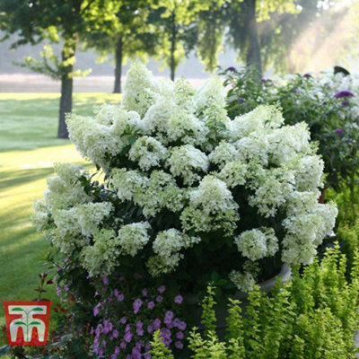 B&Q -  Hydrangea Paniculata Bobo 3.6 Litre Potted Plant X 1
