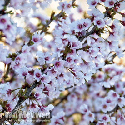 Thompson & Morgan Prunus Incisa Kojo-No-Mai 3.6 Litre Potted Plant X 2 White/Pink/Orange