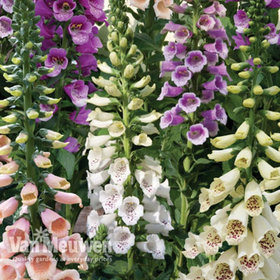 Thompson & Morgan Foxglove Digitalis Dalmatian Mixed 6 Plug Plants