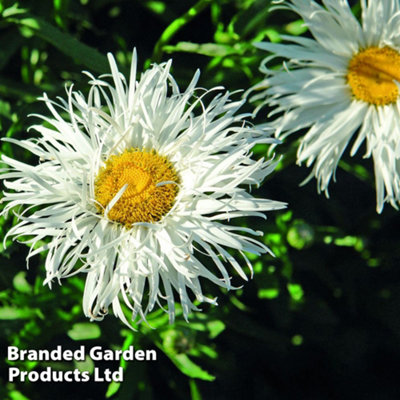 Thompson & Morgan Leucanthemum Crazy Daisy 12 Plug Plants from B&Q