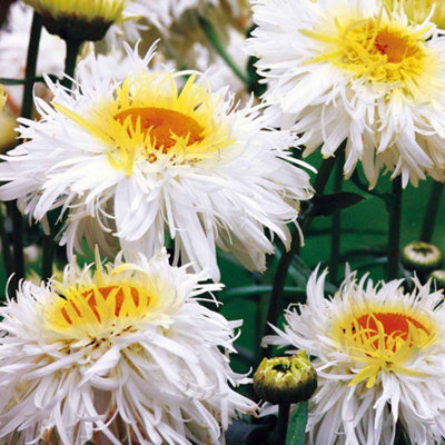 Thompson & Morgan Leucanthemum Crazy Daisy 24 Plug Plants from B&Q