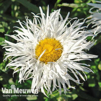 Thompson & Morgan PerennialLeucanthemum Crazy Daisy 6 Plug Plants from B&Q