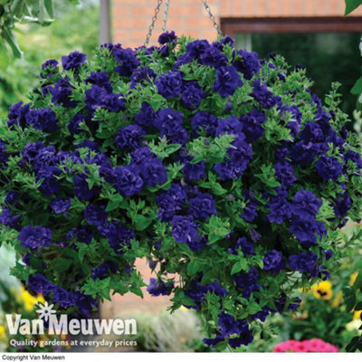 Thompson & Morgan Petunia Tumbelina Frills & Spills Belinda 5 Plug Plants from B&Q