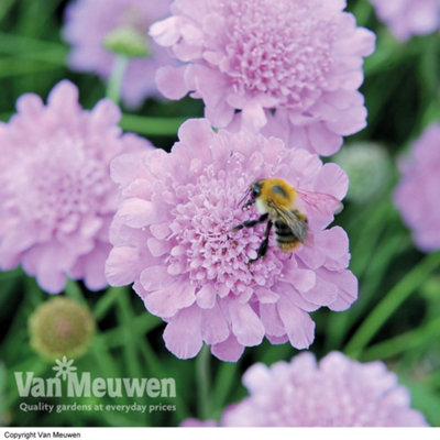 Thompson & Morgan Scabiosa Kudos Purple 10 Jumbo Plug Plants 30mm from B&Q
