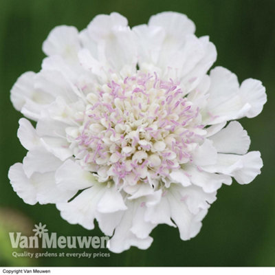 Thompson & Morgan Scabiosa Kudos White 5 Jumbo Plug Plants 30mm from B&Q