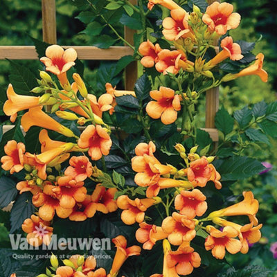 Thompson & Morgan Campsis Indian Summer 2 Litre Pot X 2 from B&Q