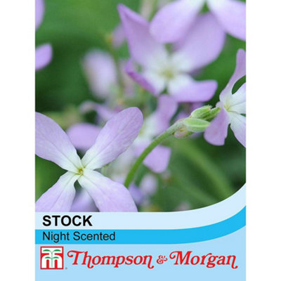 Thompson & Morgan Thompson And Morgan Stocks Night Scented Seeds - Image 4