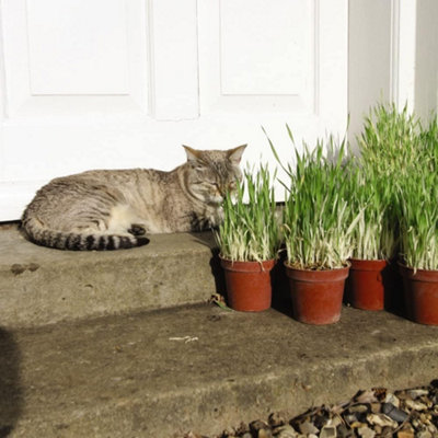 Thompson & Morgan Cat Grass Seeds 1 Seed Packet (100 Seeds)Fast GrowingRich In Fibre from B&Q
