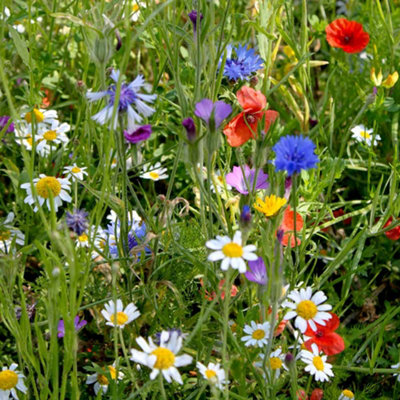 Thompson & Morgan Colourful Annuals Mix 1 Seed Packet (Mixed Seed)