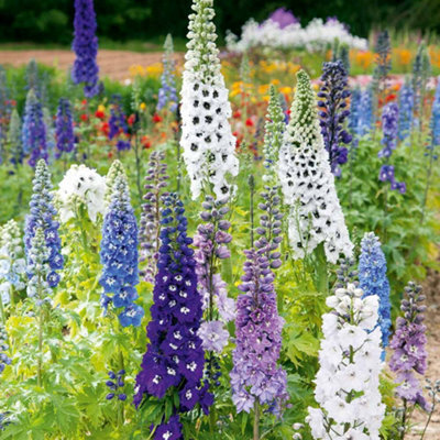 Thompson & Morgan Delphinium Magic Fountains Mix 1 Seed Packet (80 Seeds) from B&Q