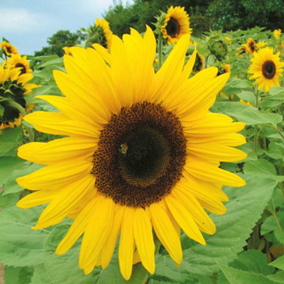 Thompson & Morgan Sunflower Giant 1 Seed Packet (50 Seeds) Yellow