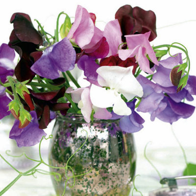 B&Q -  Sweet Pea Long Stem Mixed 1 Seed Packet (50 Seeds)