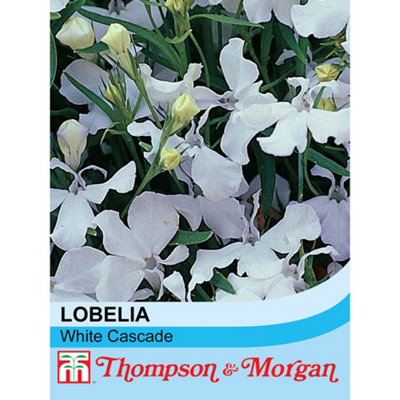B&Q -  Lobelia White Cascade 1 Seed Packet (1000 Seeds)