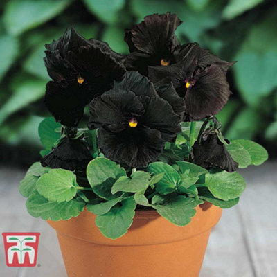 Thompson & Morgan Pansy Wittrockiana Moon Hybrid F1 1 Seed Packet (25 Seeds) Black