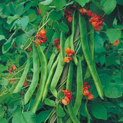 Thompson & Morgan Bean (Runner) Butler 1 Seed Packet (35 Seeds)