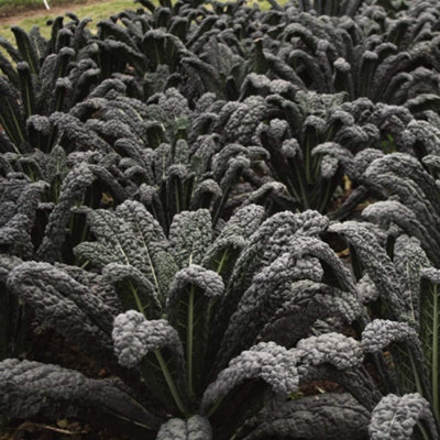Thompson & Morgan Kale Magic 1 Seed Packet (100 Seeds) Black