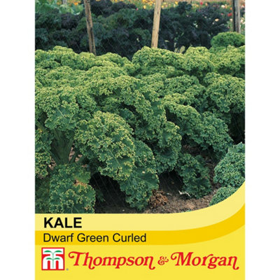 Thompson & Morgan Kale Dwarf Green Curled 1 Seed Packet (400 Seeds) from B&Q