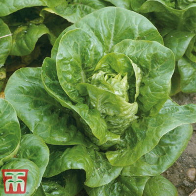 Thompson & Morgan Organic Lettuce Little Gem 1 Seed Packet (440 Seeds)