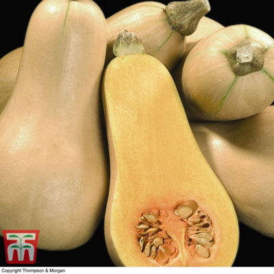 Thompson & Morgan Squash F1 Hunter 1 Seed Packet ( 12 Seeds)