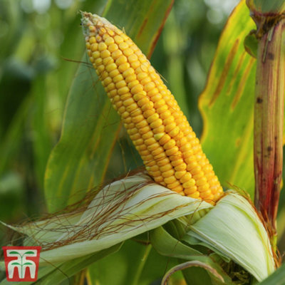 Thompson & Morgan Sweetcorn Moonshine F1 1 Seed Packet (25 Seeds) from B&Q