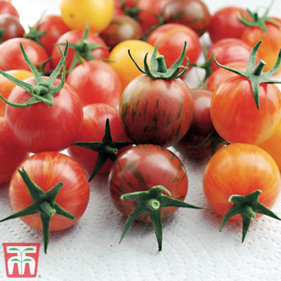 Thompson & Morgan Tomato Artisan Bumble Bee Mix 1 Seed Packet (10 Seeds) from B&Q