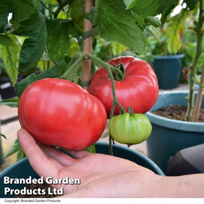 Thompson & Morgan Tomato F1 Crimson Blush 1 Seed Packet (10 Seeds) from B&Q
