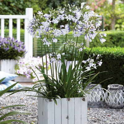 B&Q -  Agapanthus Twister 2 Litre Potted Plant X 1