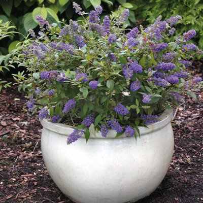 Thompson & Morgan Buddleja Blue Chip 3 Litre Potted Plant X 2 from B&Q