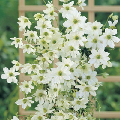Thompson & Morgan White/Yellow/Green Clematis Early Sensation Litre Potted Plant X 1 Size 2
