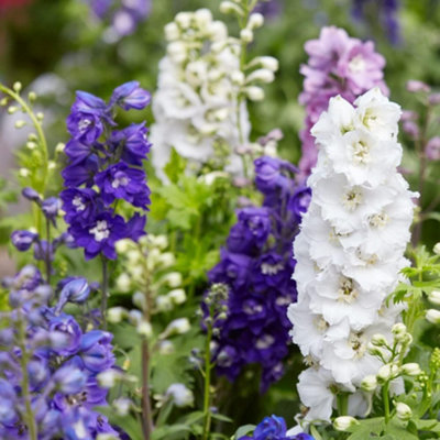 B&Q -  Delphinium Magic Fountains Lavender 1 Litre Potted Plant X 1