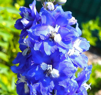 B&Q -  Delphinium Pacific Giants King Arthur 1 Litre Potted Plant X 1
