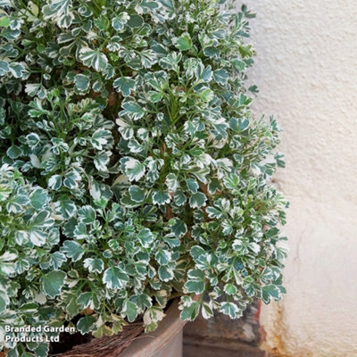 Thompson & Morgan Euonymus Fortuneii Emerald Gaiety 3 Litre Potted Plant X 1 from B&Q