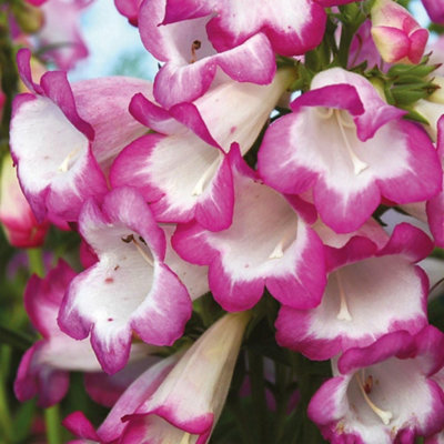 Thompson & Morgan Penstemon Laura 1 Litre Potted Plant X 1 from B&Q