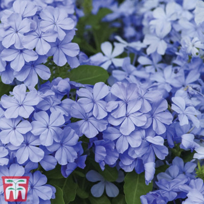 Thompson & Morgan Plumbago (Cape Leadwort) 9Cm Potted Plant X 2 from B&Q