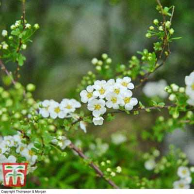 Thompson & Morgan Spiraea Arguta 9Cm Potted Plant X 2 from B&Q