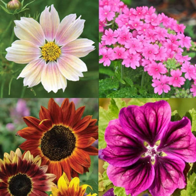 Thompson & Morgan Nurserymans Choice Wildflower Seed 50 Packets