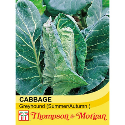 Thompson & Morgan Cabbage Greyhound 1 Seed Packet (300 Seeds)