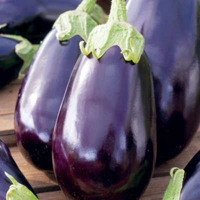 B&Q -  Aubergine Black Beauty 1 Seed Packet (8 Seeds)
