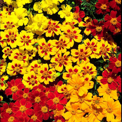 Thompson & Morgan Marigold French Fantasia Mix 1 Packet (90 Seeds) from B&Q