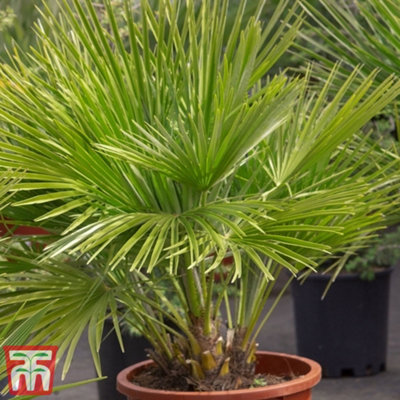 Thompson & Morgan Chamaerops Humilis Vulcano 22Cm Pot X 1 from B&Q