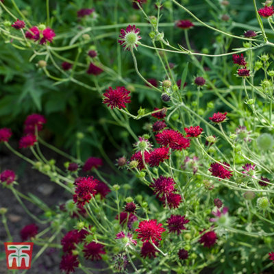 Thompson & Morgan Knautia Macedonica 1 Litre Pot X 1 from B&Q