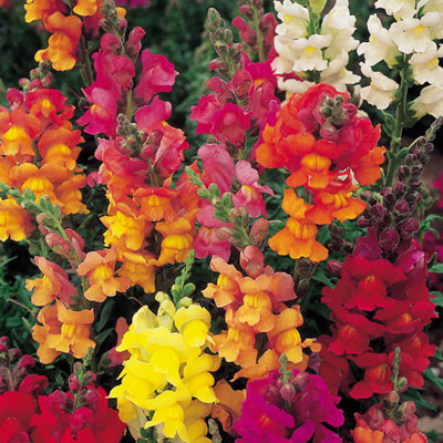 Thompson & Morgan Antirrhinum Illumination Mix 1 Seed Packet (2400 Seeds) from B&Q