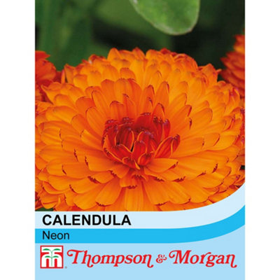 Thompson & Morgan Calendula Neon 1 Seed Packet (100 Seeds) from B&Q