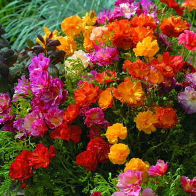 Thompson & Morgan Californian Poppy Jelly Beans 1 Seed Packet (125 Seeds) from B&Q
