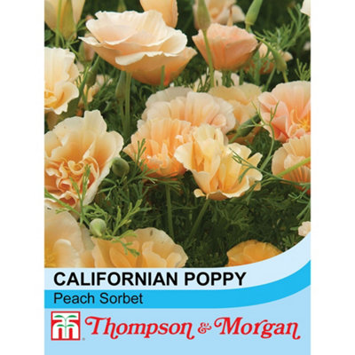 Thompson & Morgan Californian Poppy Peach Sorbet 1 Seed Packet (150 Seeds) from B&Q