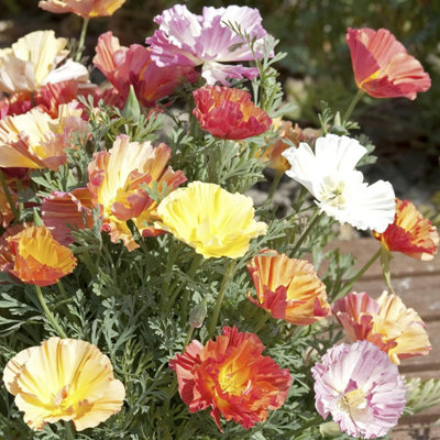 Thompson & Morgan Californian Poppy Xl Jelly Beans 1 Seed Packet (150 Seeds) from B&Q